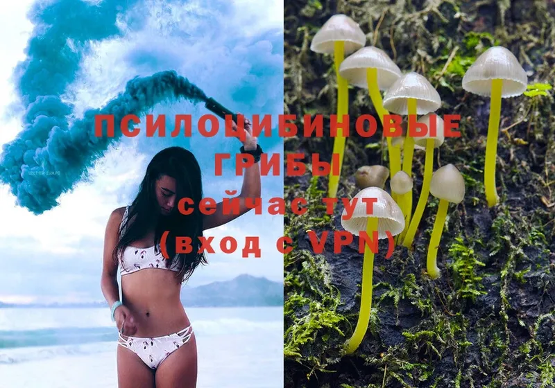 Псилоцибиновые грибы Magic Shrooms  наркота  Палласовка 